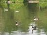 geese on hammond pond.jpg