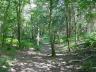 heath woodland in sunlight.jpg