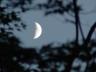 new moon thru trees.jpg