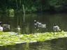 ducks on lilly pond.jpg