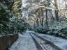 beauty of snow.jpg