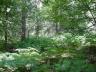 bracken in sunlight.jpg