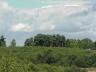 copse on the hillside.jpg