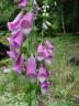 foxgloves.jpg