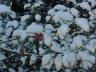 holly berries in snow.jpg