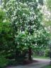 horsechestnut blossom.jpg