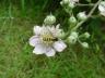 wild bee on bramble blossom.jpg